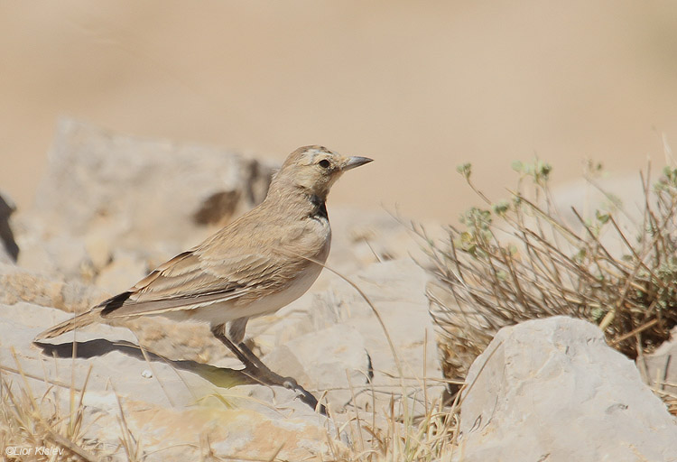    Horned Lark  Eremophila alpestris                               , 2010.: 